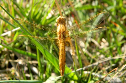 Réf. 184 770 : Crocothemis erythraea